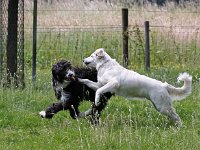 Puppys van Bliss040622-0029